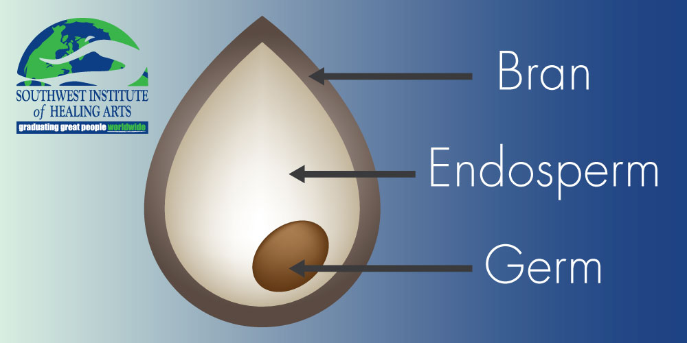 Why We Need-Carbohydrates Parts Of A Grain