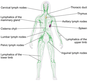 1200px-Blausen_0623_LymphaticSystem_Female.png