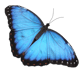 butterfly.png