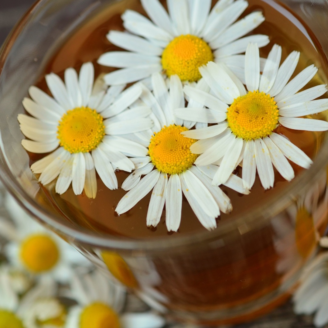 SWIHA-Tea-Blog-CHAMOMILE