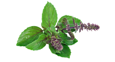 Holy-Basil